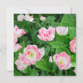 Gebiet der rosa Tulpen (Vorderseite)