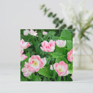 Gebiet der rosa Tulpen