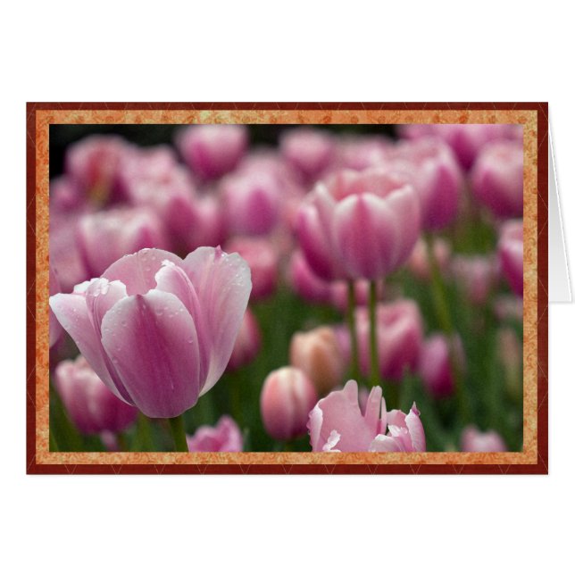Gebiet der rosa Tulpen (Vorderseite (Horizontal))