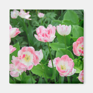 Gebiet der rosa Tulpen Magnet