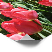 Gebiet der rosa Tulpen Poster (Ecke)