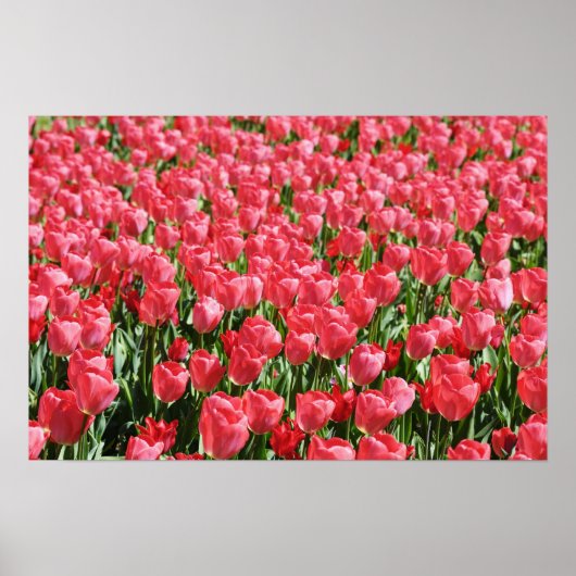 Gebiet der rosa Tulpen Poster (Vorne)