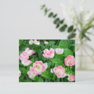 Gebiet der rosa Tulpen Postkarte