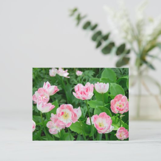 Gebiet der rosa Tulpen Postkarte (Stehend Vorderseite)