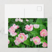 Gebiet der rosa Tulpen Postkarte (Vorne/Hinten)