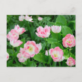 Gebiet der rosa Tulpen Postkarte (Vorderseite)