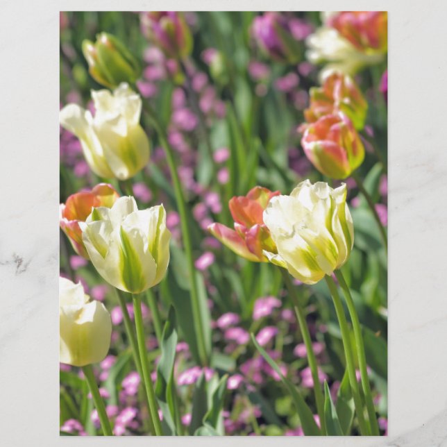 Gebiet der Tulpen (Vorderseite)