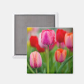 Gebiet der Tulpen Magnet (Vorderseite/Rückseite)