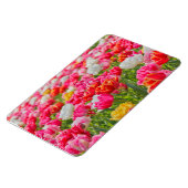 Gebiet des Tulips-Magnet Magnet (Linke Seite)