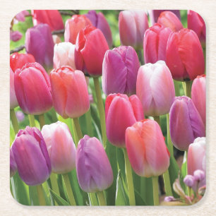 Gebiet des Untersetzer Tulips Set