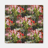 Gebiet von Begonias.... Magnet (Vorne)