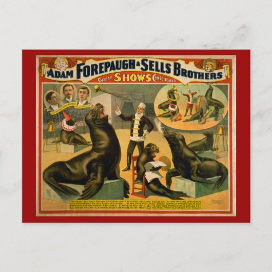 Gebildete Seelöwen und Siegel Circus Poster Postkarte (Vorderseite)