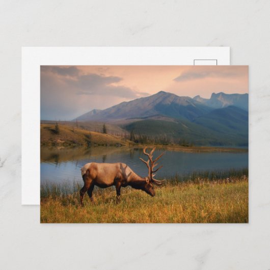 Gebirge | Jacques Mountain Range Alberta Kanada Postkarte (Vorne/Hinten)