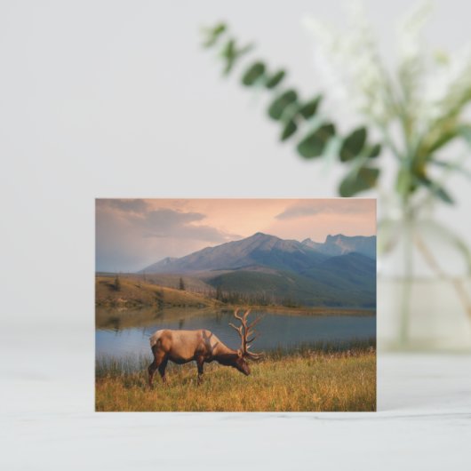 Gebirge | Jacques Mountain Range Alberta Kanada Postkarte (Stehend Vorderseite)