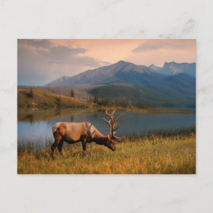 Gebirge Jacques Mountain Range Alberta Kanada Postkarte
