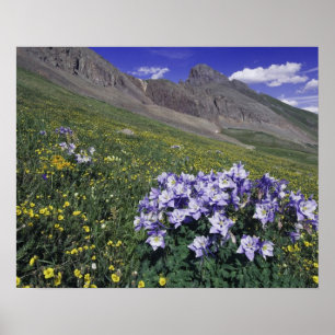 Gebirge und Wildblumen auf der Alm, blau Poster