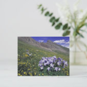 Gebirge und Wildblumen auf der Alm, blau Postkarte (Stehend Vorderseite)