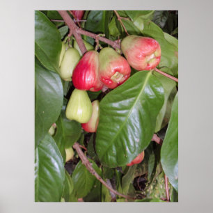 Gebirgsäpfel II Poster