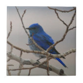 Gebirgsdrossel Fliese (Vorderseite)