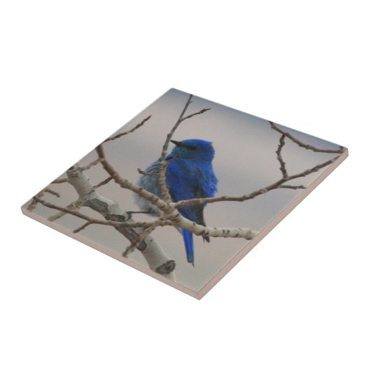 Gebirgsdrossel Fliese (Seite)