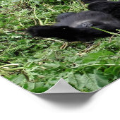 Gebirgsgorilla-Poster Poster (Ecke)