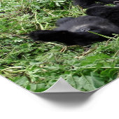 Gebirgsgorilla-Poster Poster (Ecke)