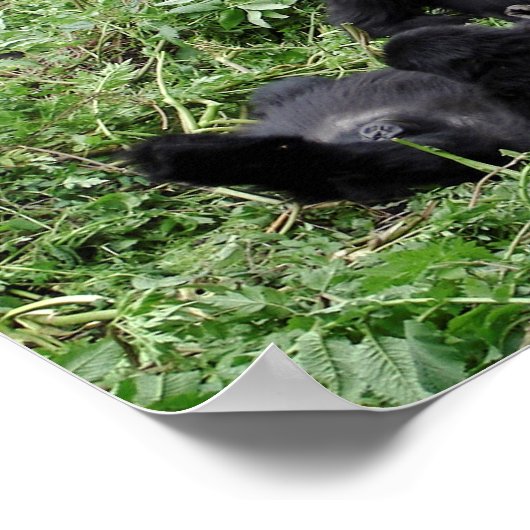 Gebirgsgorilla-Poster Poster (Ecke)