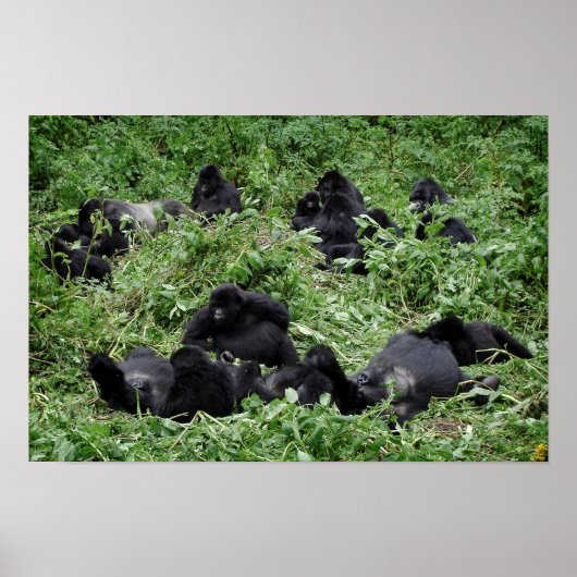 Gebirgsgorilla-Poster Poster (Vorne)