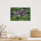 Gebirgshirsch und Lupine Print Poster (Küche)