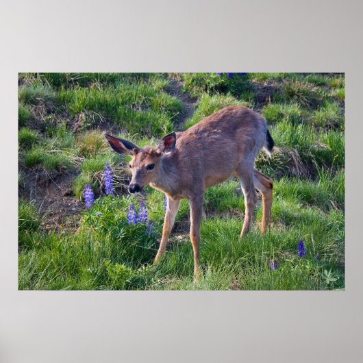 Gebirgshirsch und Lupine Print Poster (Vorne)