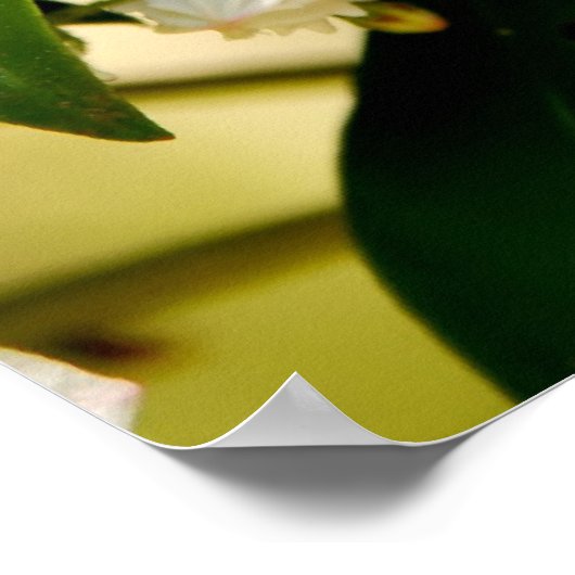 Gebirgslaurel blüht poster (Ecke)