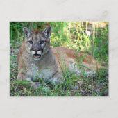 Gebirgslippe Postkarte (Vorderseite)