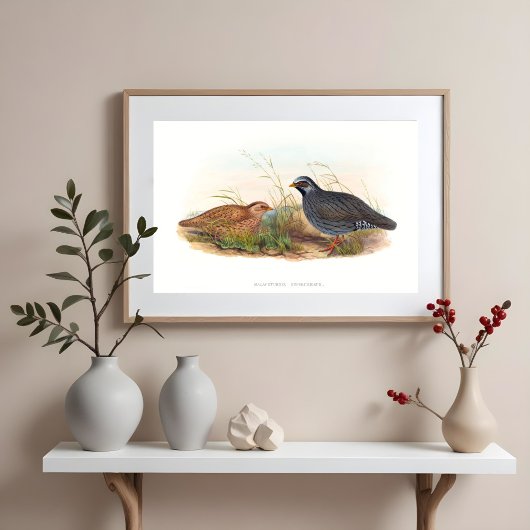 Gebirgsquail Bird-Illustrationen Poster