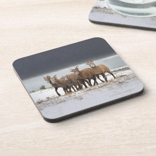 Gebirgsschaf-Familie Getränkeuntersetzer (Linke Seite)