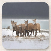 Gebirgsschaf-Familie Getränkeuntersetzer (Vorderseite)