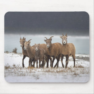Gebirgsschaf-Familie Mousepad