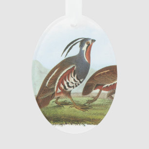 Gebirgswachteln durch Audubon Ornament