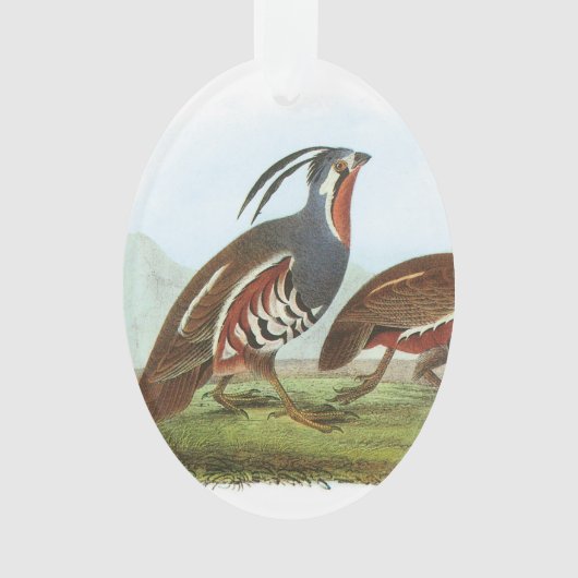 Gebirgswachteln durch Audubon Ornament (Vorderseite)