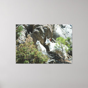 Gebirgsziege und Kind - Tier-Fotografie Leinwanddruck