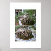 gebogene Bonsai Poster (Vorne)