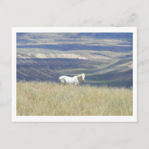 Geboren Free Mustang Horse Postkarte