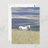 Geboren Free Wild Mustang Horse Postkarte (Vorne/Hinten)