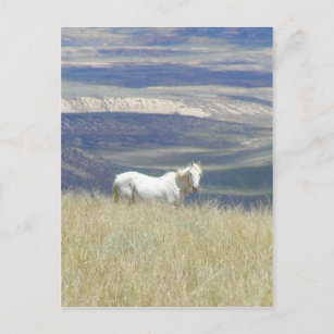 Geboren Free Wild Mustang Horse Postkarte