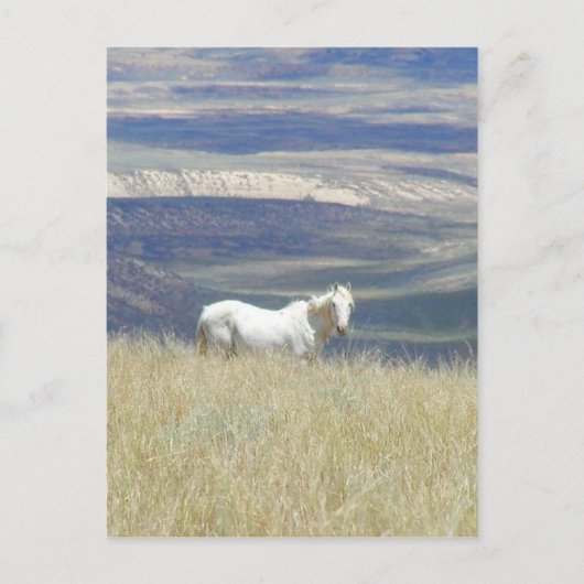 Geboren Free Wild Mustang Horse Postkarte (Vorderseite)