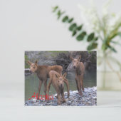 Geboren in Alaska Postkarte (Stehend Vorderseite)