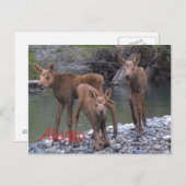 Geboren in Alaska Postkarte (Vorne/Hinten)