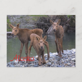 Geboren in Alaska Postkarte