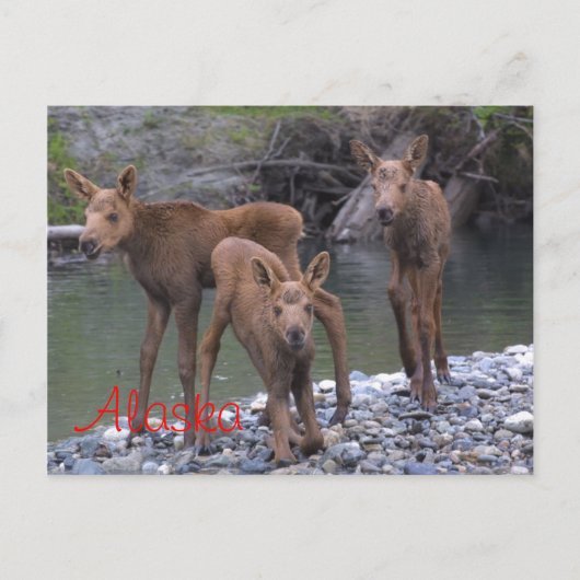 Geboren in Alaska Postkarte (Vorderseite)