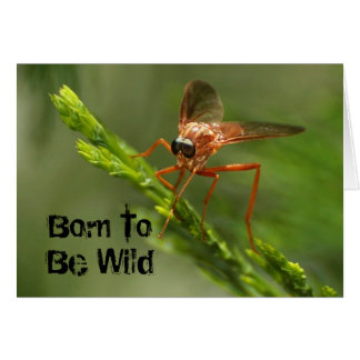 Geboren, wild zu sein