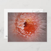 Geboren zum Erfolg Postkarte (Vorne/Hinten)